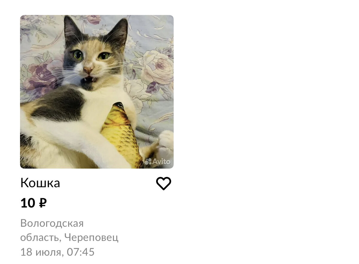 фото из моего аккаунта из Avito.ru о продаже кошки за 10 рублей