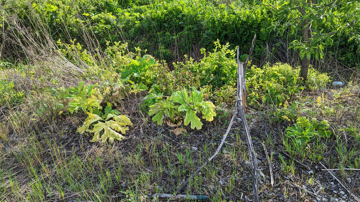 28,05,2023 но видно, что обработан чем-то