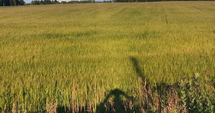    Услуги фантомной лаборатории подвели производителя пшеницы с крупной партией зерна