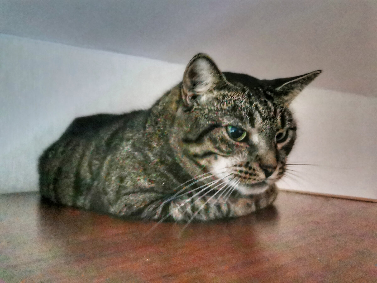 Моя кошка Маруся на любимом месте для обзора - на шкафу.