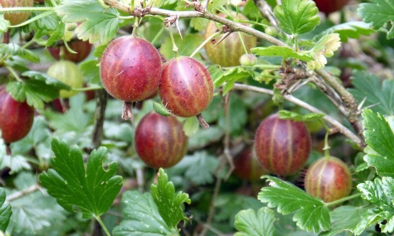 Крыжовник: чем полезен и кому нельзя | Кубань 24. Полезное | Дзен