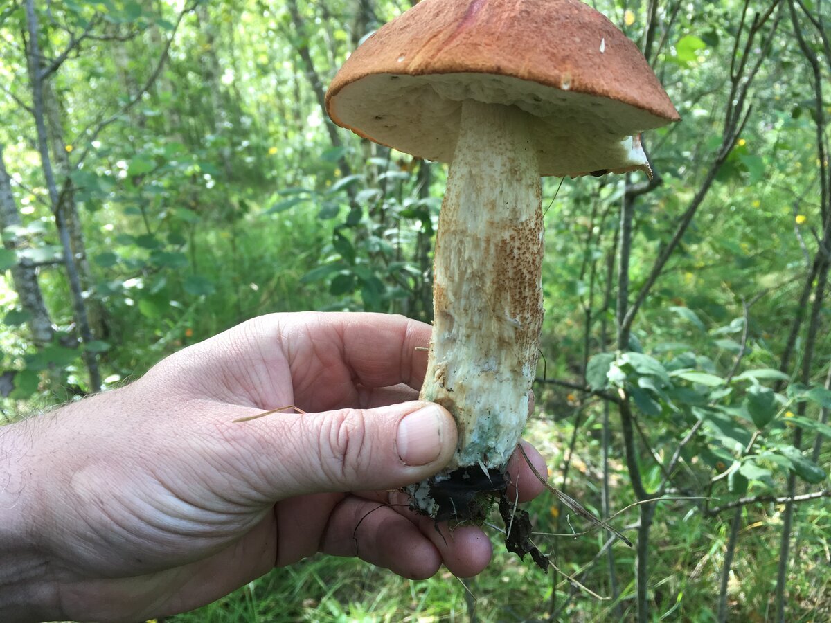 Когда такие грибы — забудешь обо всем на свете.