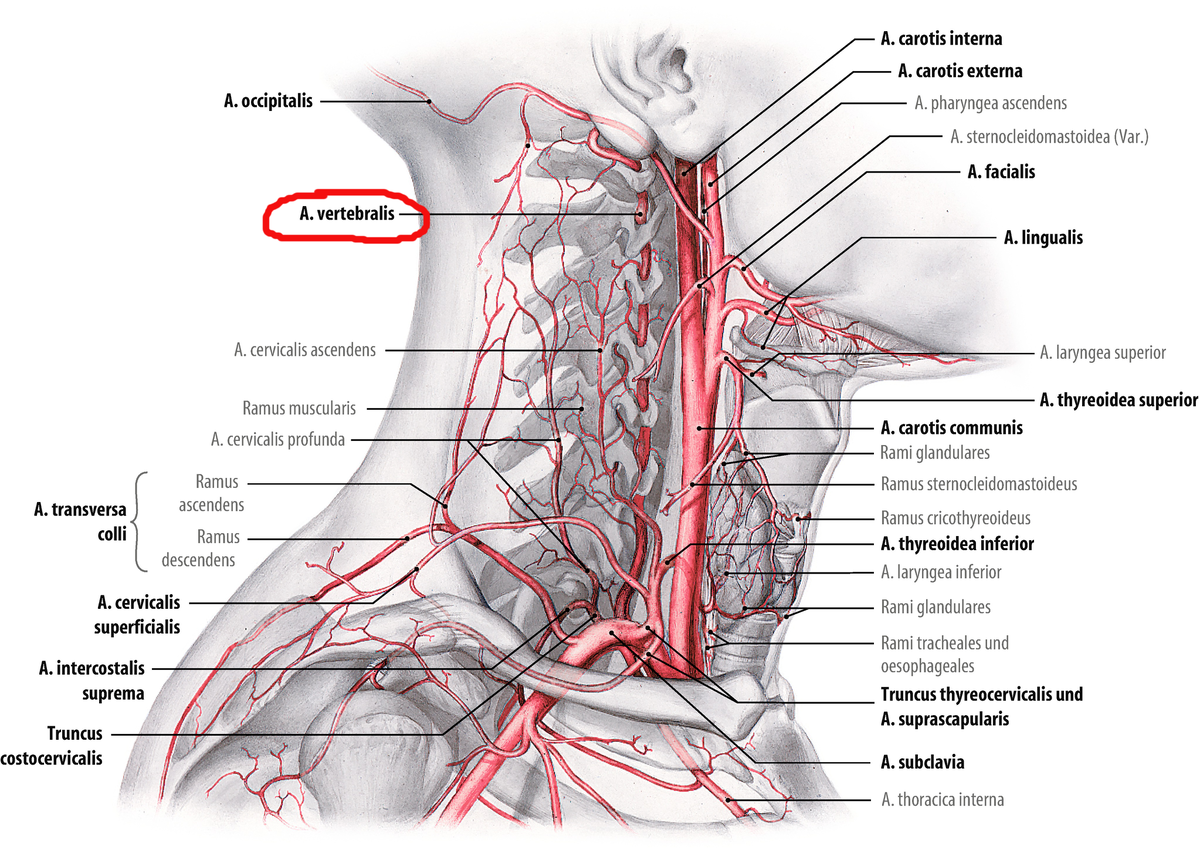 Дорсальные ветви языка латынь. Сонная артерия анатомия. Подключичная артерия Неттер. Arteria vertebralis анатомия. Truncus costocervicalis анатомия.
