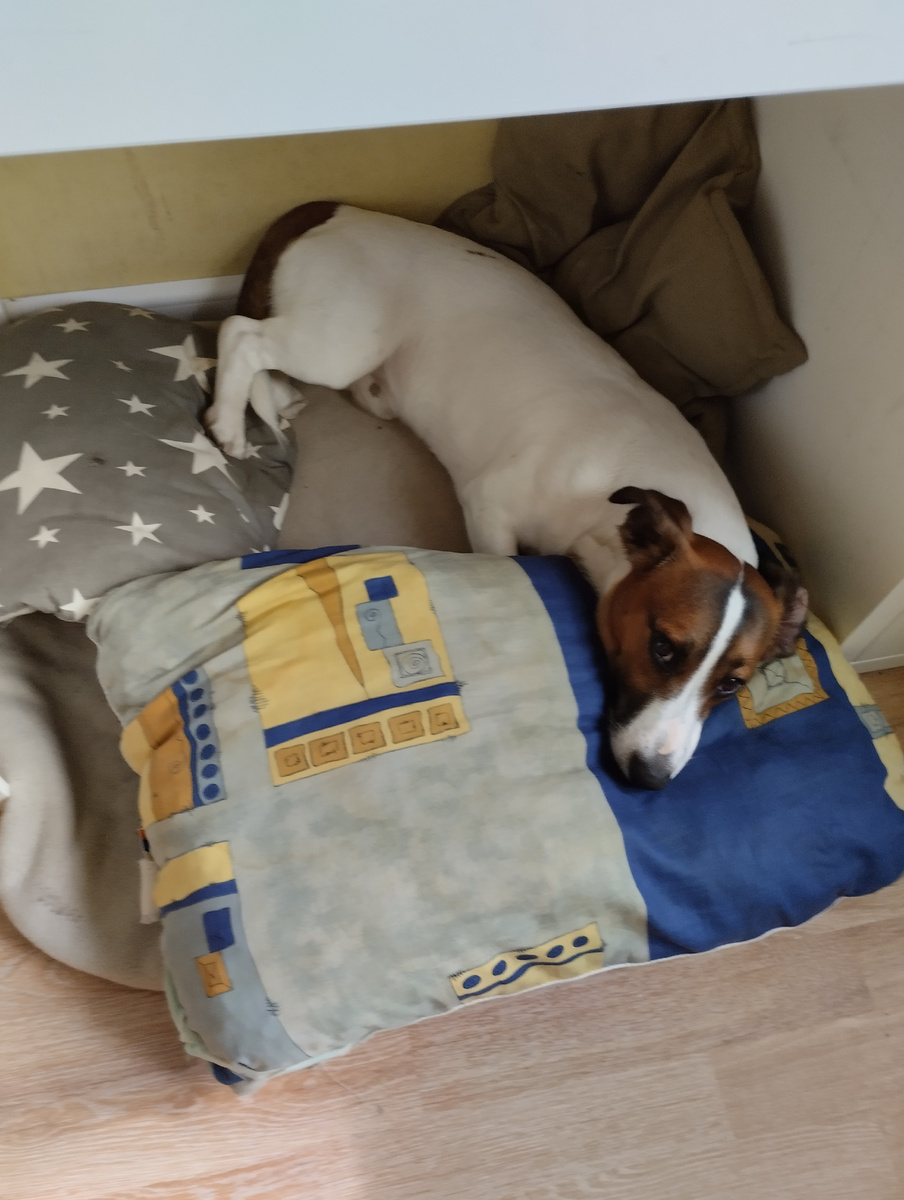 Батончик в логове(не придумал что ещё поставить)