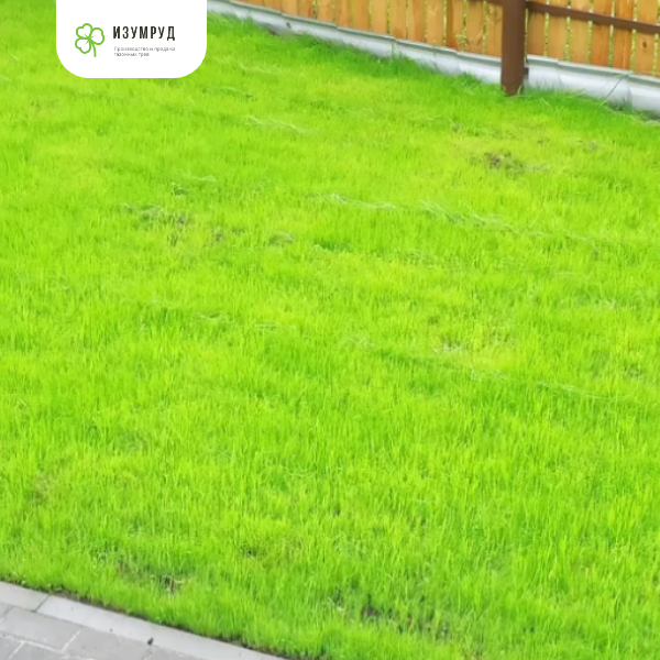 газоны Изумруд