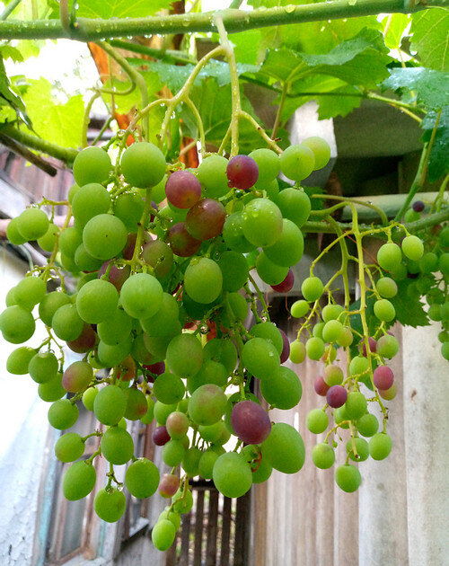 Уход за виноградом в последней декаде июля 2023 года.