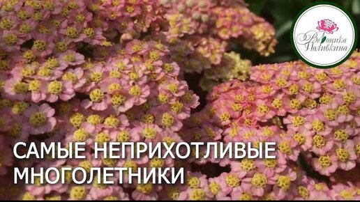 САМЫЕ НЕПРИХОТЛИВЫЕ ЦВЕТЫ. ТЫСЯЧЕЛИСТНИК