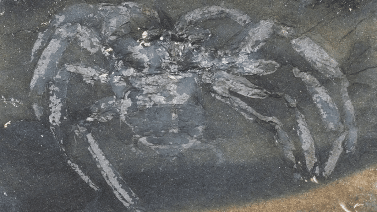    Arthrolycosa wolterbeeki / © Jason Dunlop, PalZ, 2023 (CC BY 4.0)