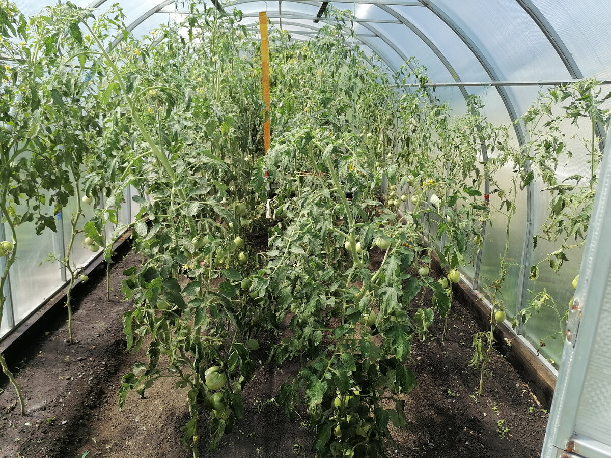 Помидоры теперь почти лысые