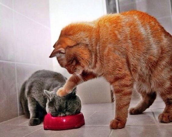 Другой вопрос, перерастет эта жадность во что-то большее, или уйдет с возрастом.