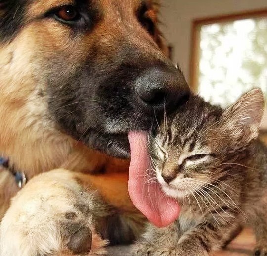 Все фотографии взяты из открытых источников интернета.