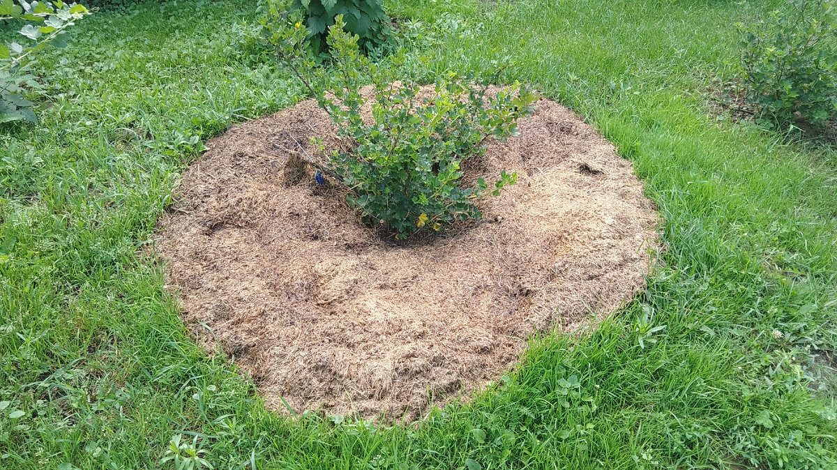 Замульчированный молодой куст крыжовника 