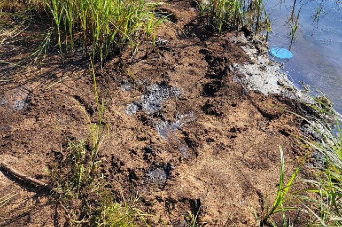    В Минэкологии подтвердили загрязнение почвы на берегу Белой в Уфе