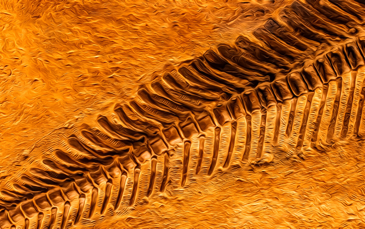 зденек буриан. античные изделия. зденек буриан эндрюсарх. окаменелости морских растений. редкие древние.