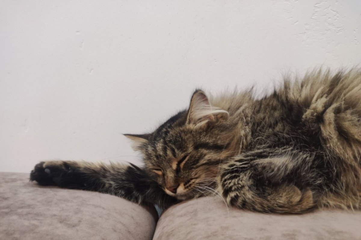    За границу из Хабаровского края улетело 46 кошек и 52 собаки