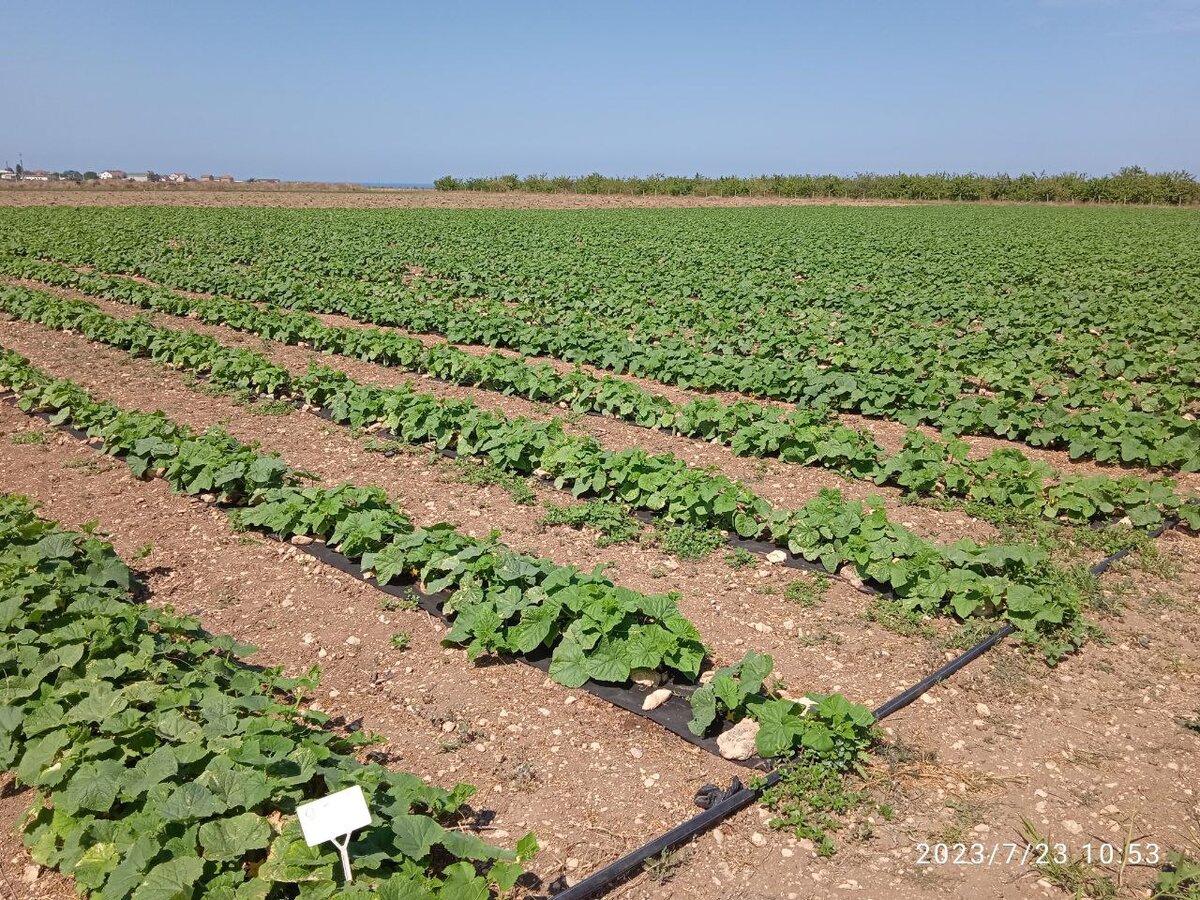 Зелёные «подопытные» на грядке.