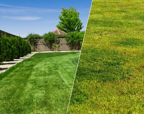 Желтые пятна на газоне. 