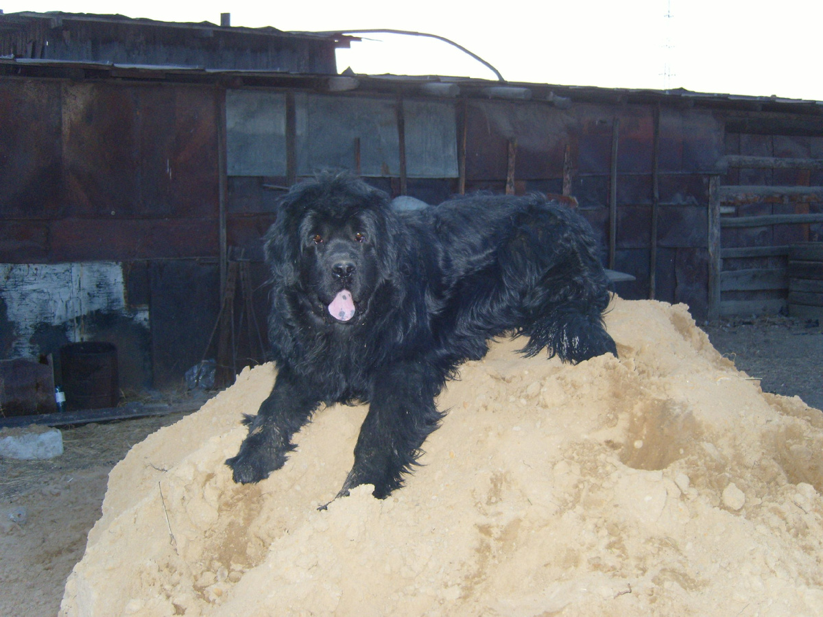 Песчаный ньюф