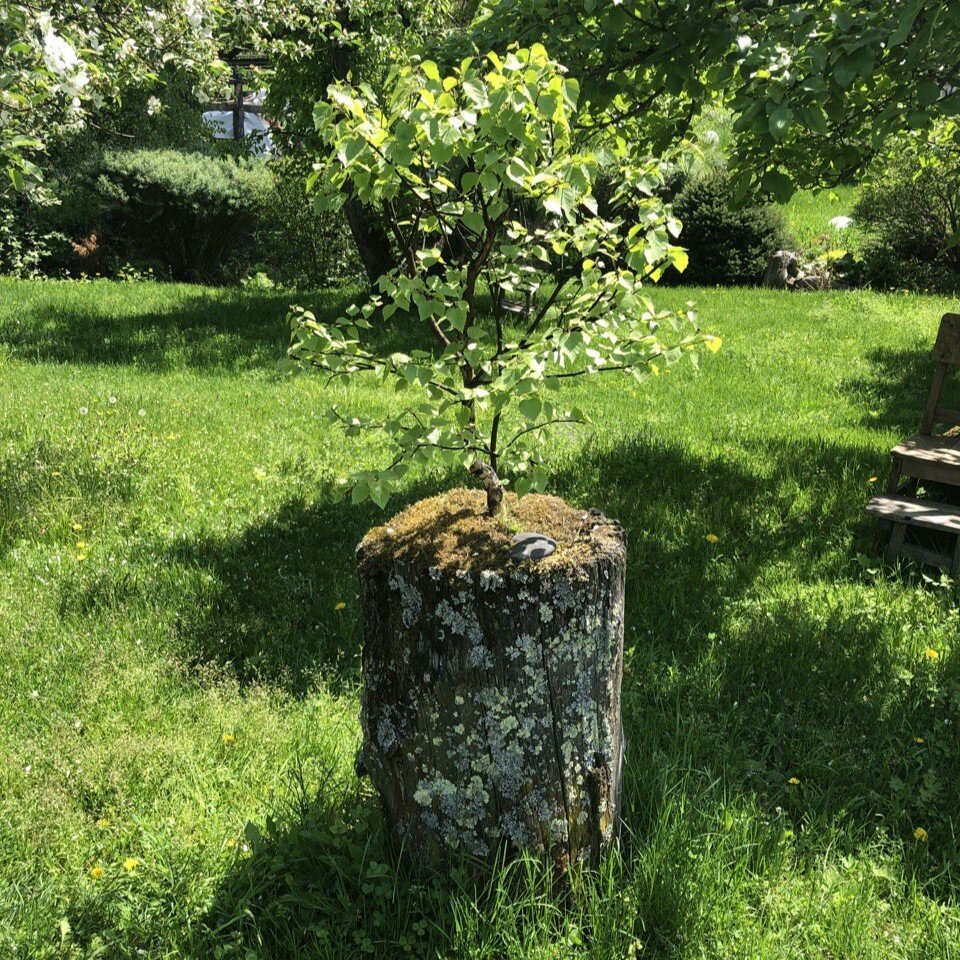 Под этим деревом старый пень