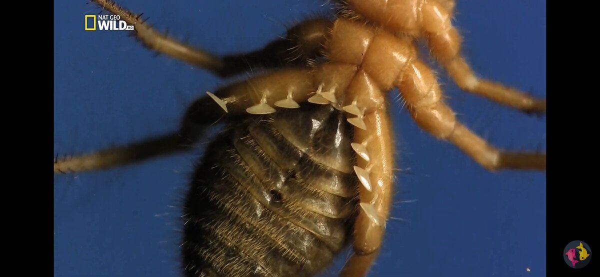 Выросты фото сделано на wild nature 