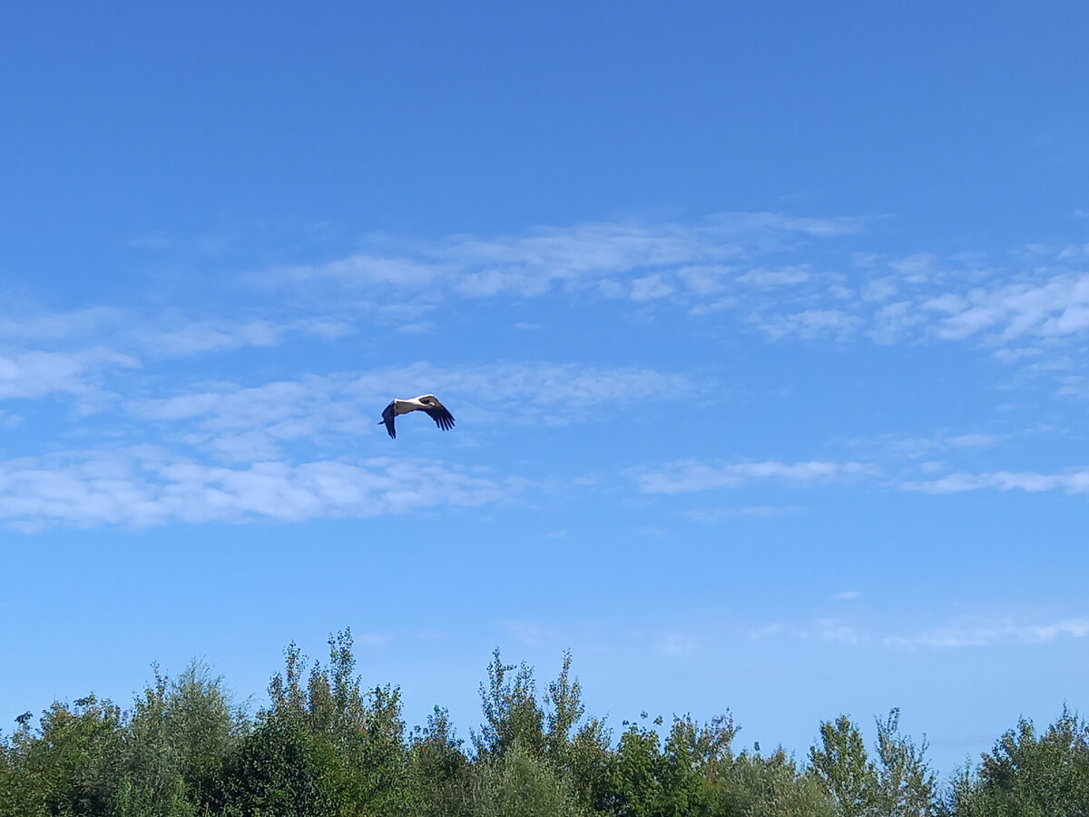 Полетел Первый