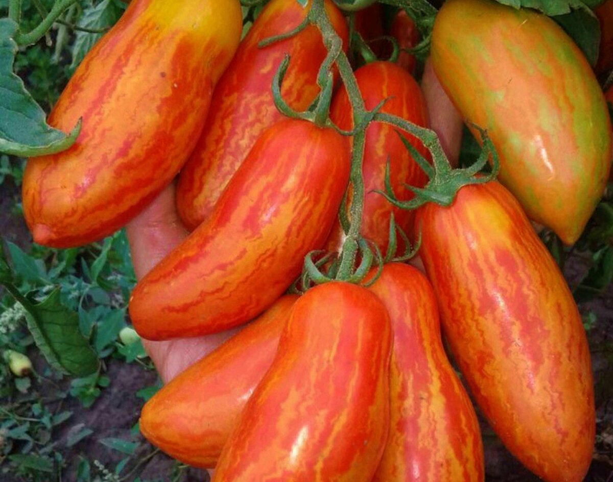 томат матросик. сорт томатов матросик. матросик полосатый томат. томат матросик. томат матросик.