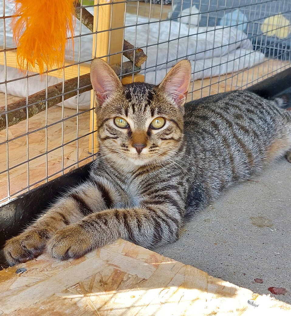 Карасик в приюте. Фото автора.