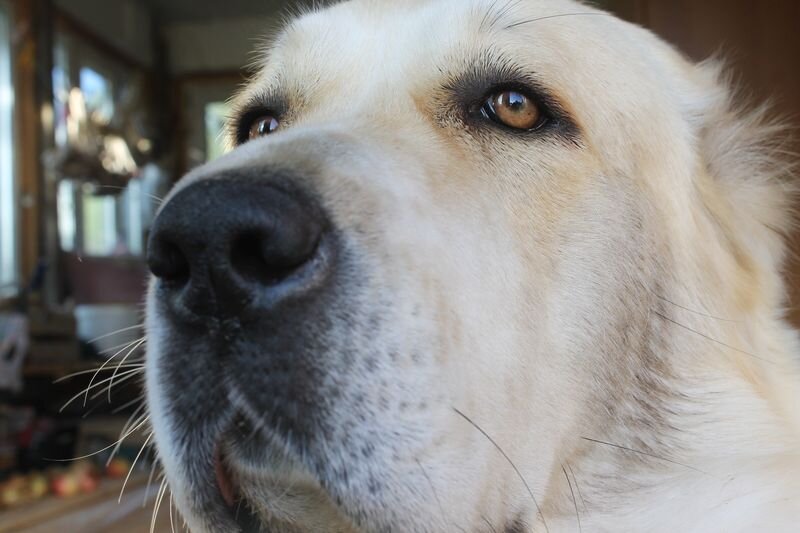 Зара вся в мыслях о яичнице или вообще просто про еду думает, она всегда о ней думает, мне так кажется...