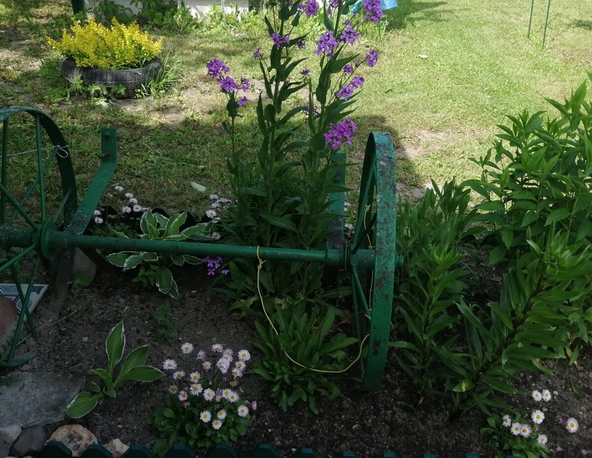 Мини такой декоративный уголок с колёсами от телеги, как акцент этой клумбы, в которой высажен микс разных растений: хоста, маргаритка, вечерница, лилия, флокс, гайлардия. Это начало лета.