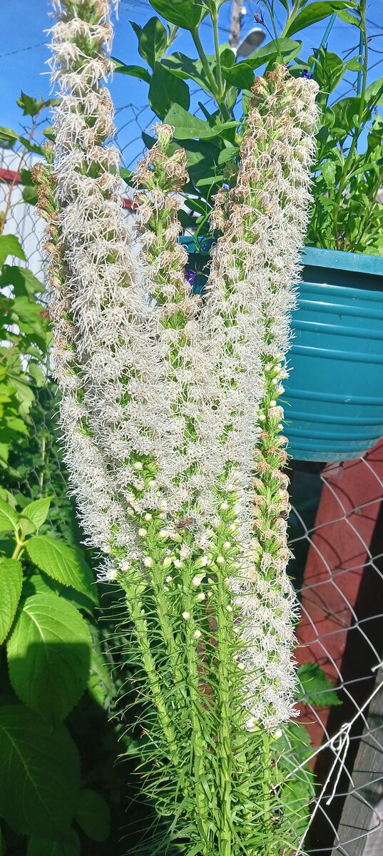 Фото САД В ЦВЕТАХ 