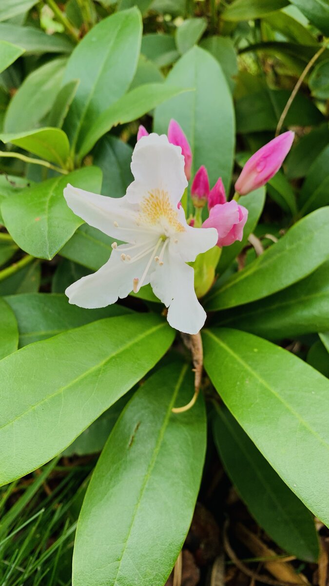 Rhododendron Cunningham's White в моем саду в 2022 году. Бутоны у него розовые, иногда даже очень яркие, раскрываются в белые с крапом цветки.