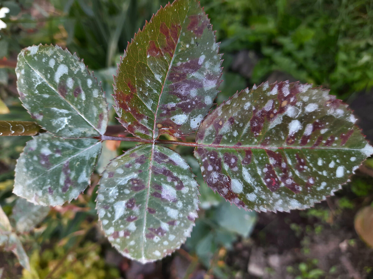 Все фотографии в статье мои. Лист розы Шарль де Голль после обработки препаратом "Оксихом"