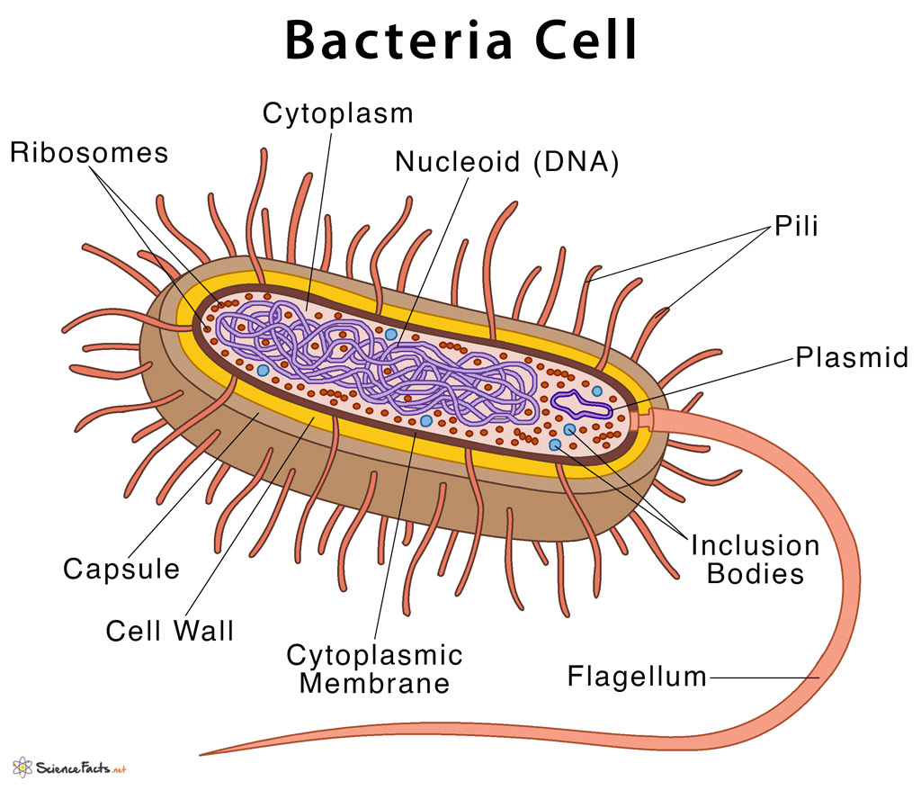 Картинка взята отсюда: https://www.sciencefacts.net/bacteria-cell.html 