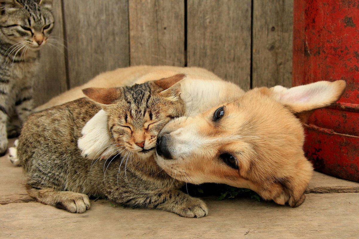 Люди считают кошек и собак животными-антагонистами, враждебно настроенными друг к другу. Но правильнее говорить о поведенческих, психологических различиях, которые препятствуют их взаимопониманию.-2
