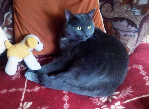 Кот Тимка. Фото автора.