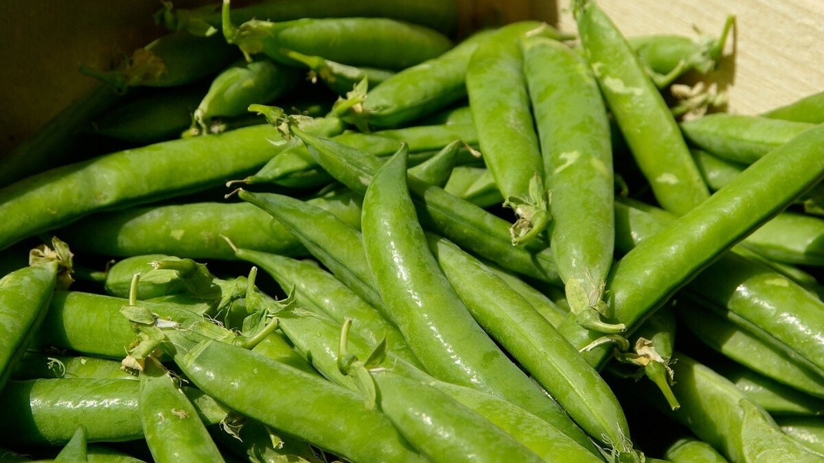     Рекордный урожай гороха был собран в Ростовской области, он составил 363 тысячи тонн, что превышает прошлогодний рекорд, передает «Интерфакс» со ссылкой на гендиректора Института конъюнктуры аграрного рынка (ИКАР) Дмитрия Рылько.