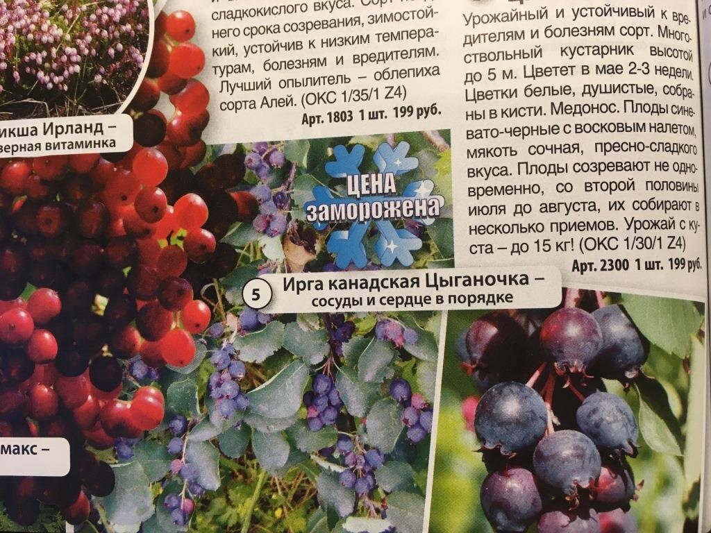 Вот такую канадскую иргу я заказала по каталогу 15 лет назад и тогда она стоила 199 рублей за саженец 15 см.