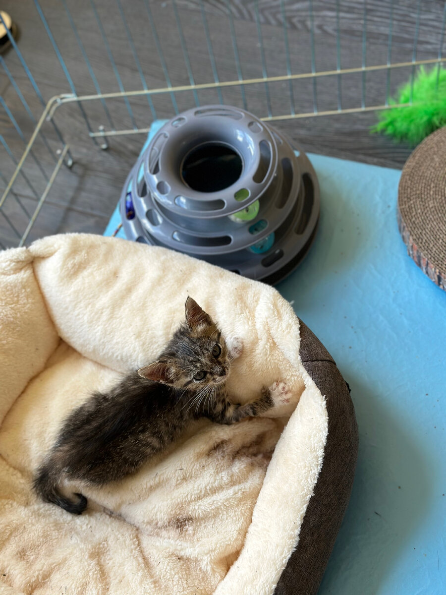 Лежанку после лечения придется выбросить. Пока чистим как можем 