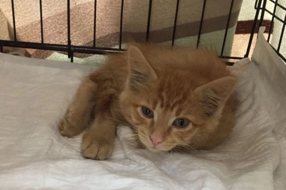 Фото: Благотворительный фонд «ЗООзащита»