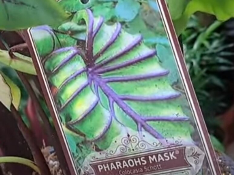 Колоказия Маска фараона