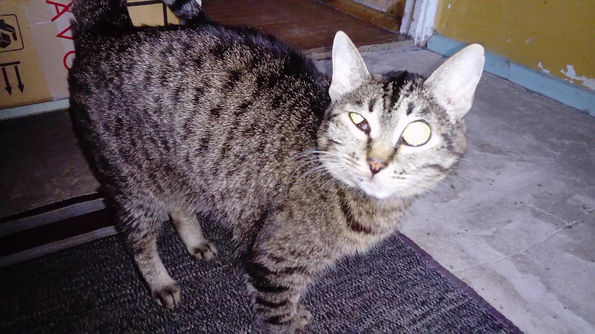 Та самая кошка Лапочка...