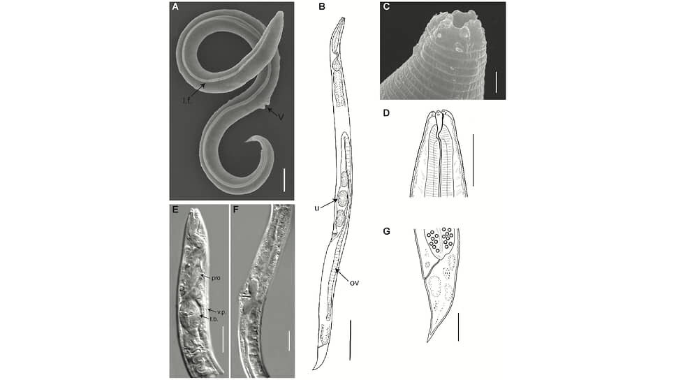    Фото: Plos Genetics