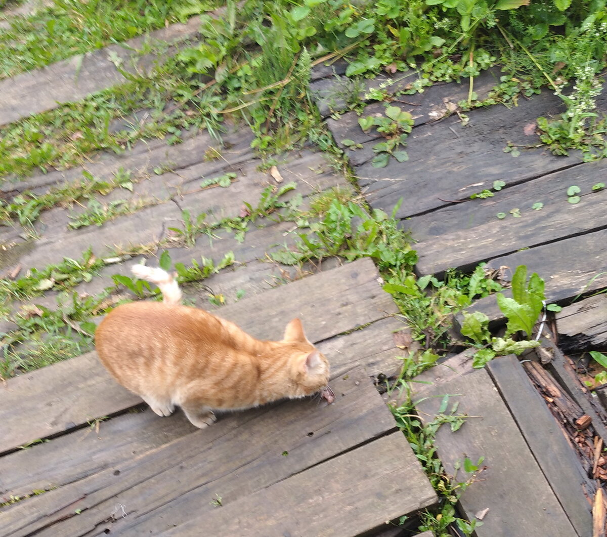 Кот сеня дзен. Кот сеня дзен. Кот сеня дзен. Кот сеня дзен. Кот сеня дзен.