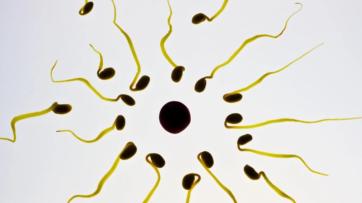 Через какое время после полового акта сперматозоид достигает яйцеклетки?
