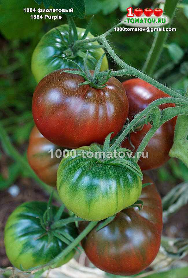 Томат 1884 фиолетовый 1884 Purple фото 2