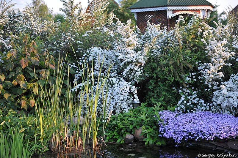 Флокс шиловидный Emerald Cushion Blue на берегу пруда