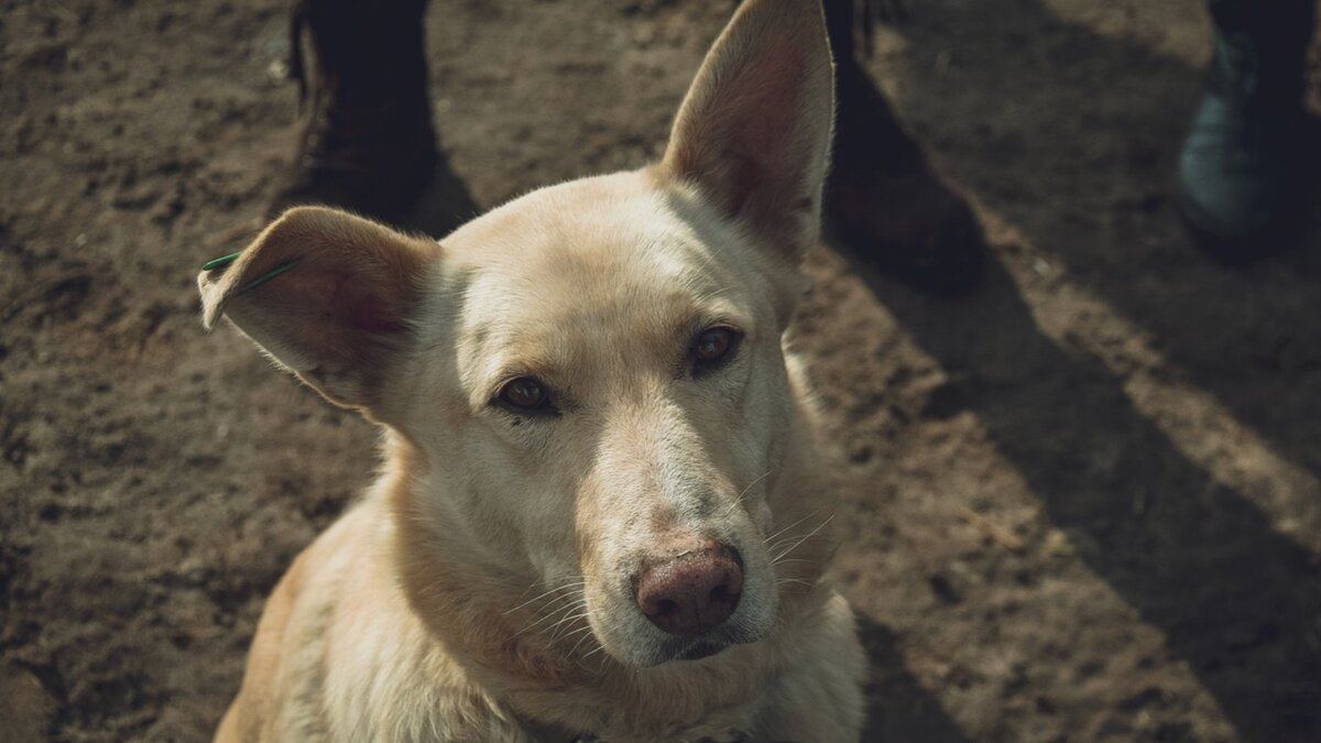     Гулявшая по крыше стройки в Иннополисе собака умерла. Пользователи в социальных сетях пишут, что животное сорвалось с высоты четвертого этажа.