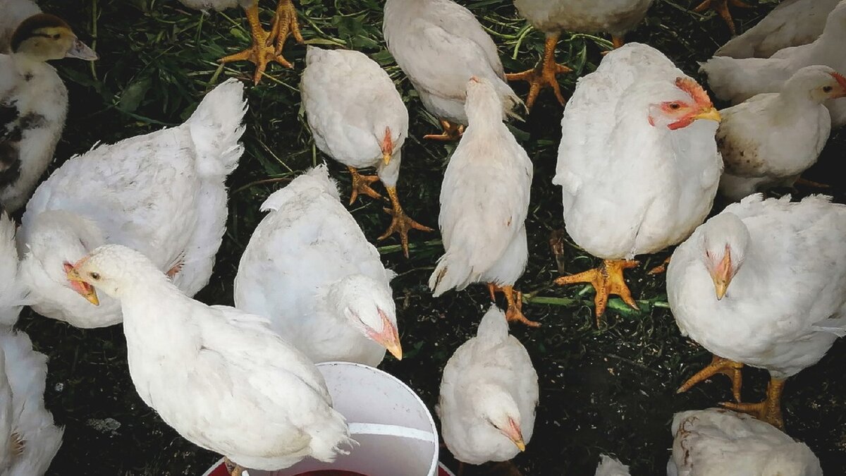    Жителям Нижнего Новгорода предложили вакансию укротителя куриц. За ловлю пернатых готовы платить от 80 тысяч рублей в месяц. Объявление размещено на популярном сервисе по поиску работы.
