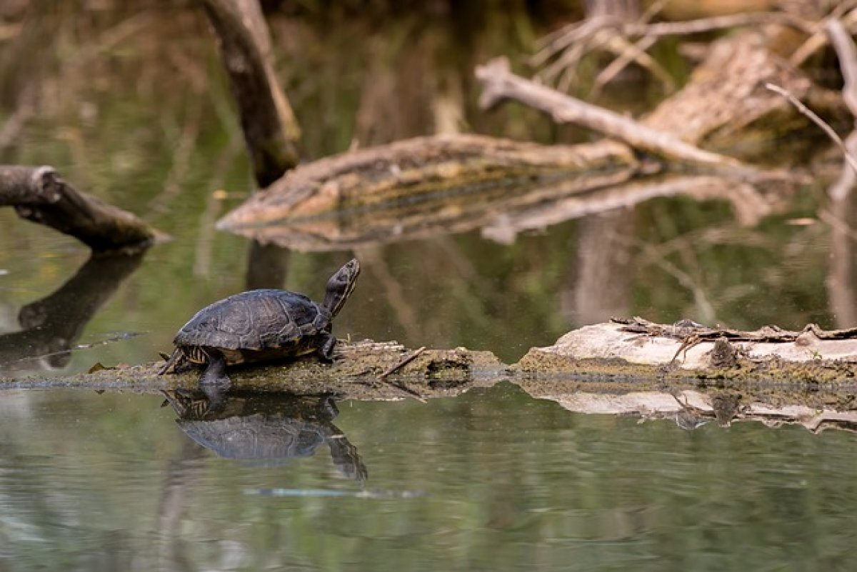    Красная книга Татарстана за три года пополнилась новыми видами