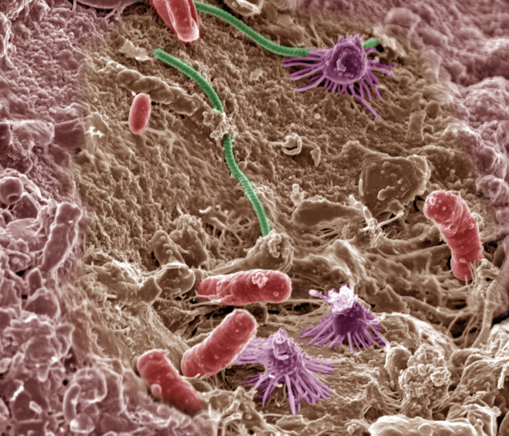 Почвенные микробы. © CC BY-NC-SA 2.0/ Pacific Northwest National Laboratory